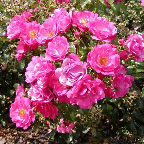 Trandafir Catarator fucsia Heidetraum, inflorire repetata