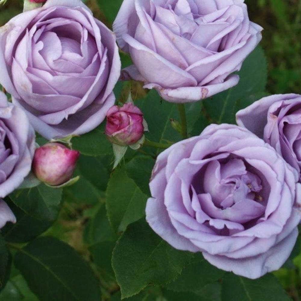 Trandafir Catarator indigo-liliachiu Indigoletta, parfum puternic