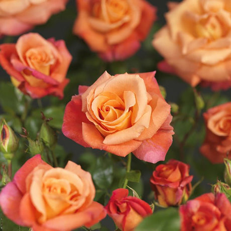 Trandafir Catarator portocaliu-rosu Odelia Renaissance, parfum intens