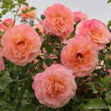 Trandafir Catarator piersica Peach Melba, inflorire repetata