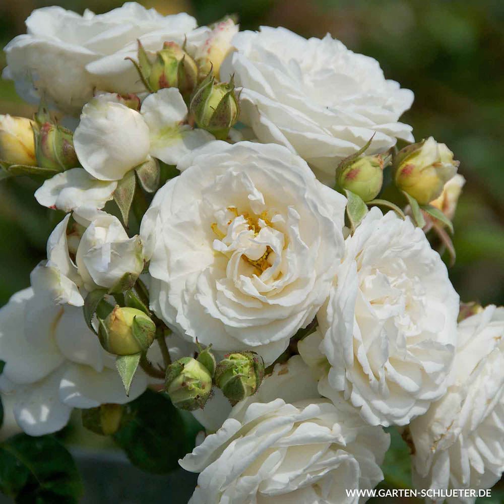 Trandafir Catarator alb-creme Perfume Dreams, inflorire repetata si parfum puternic