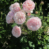 Trandafir Catarator roz deschis-crem Divina, parfum intens