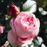 Trandafir catarator roz-deschis Giardina, parfum intens