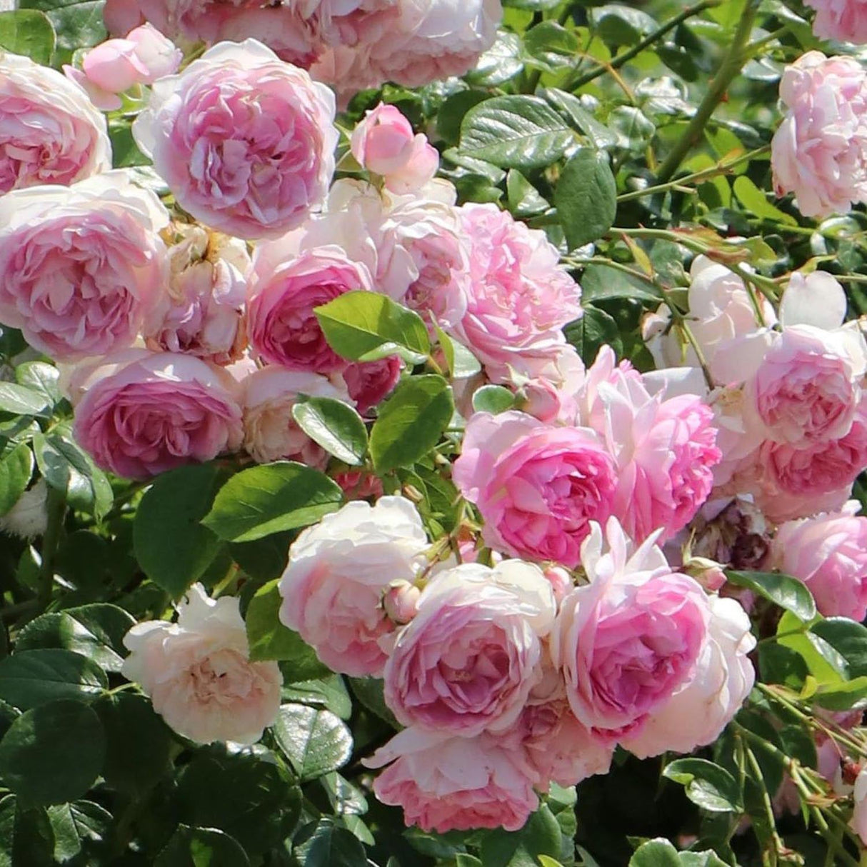 Trandafir Catarator roz aprins Jasmina, parfum intens
