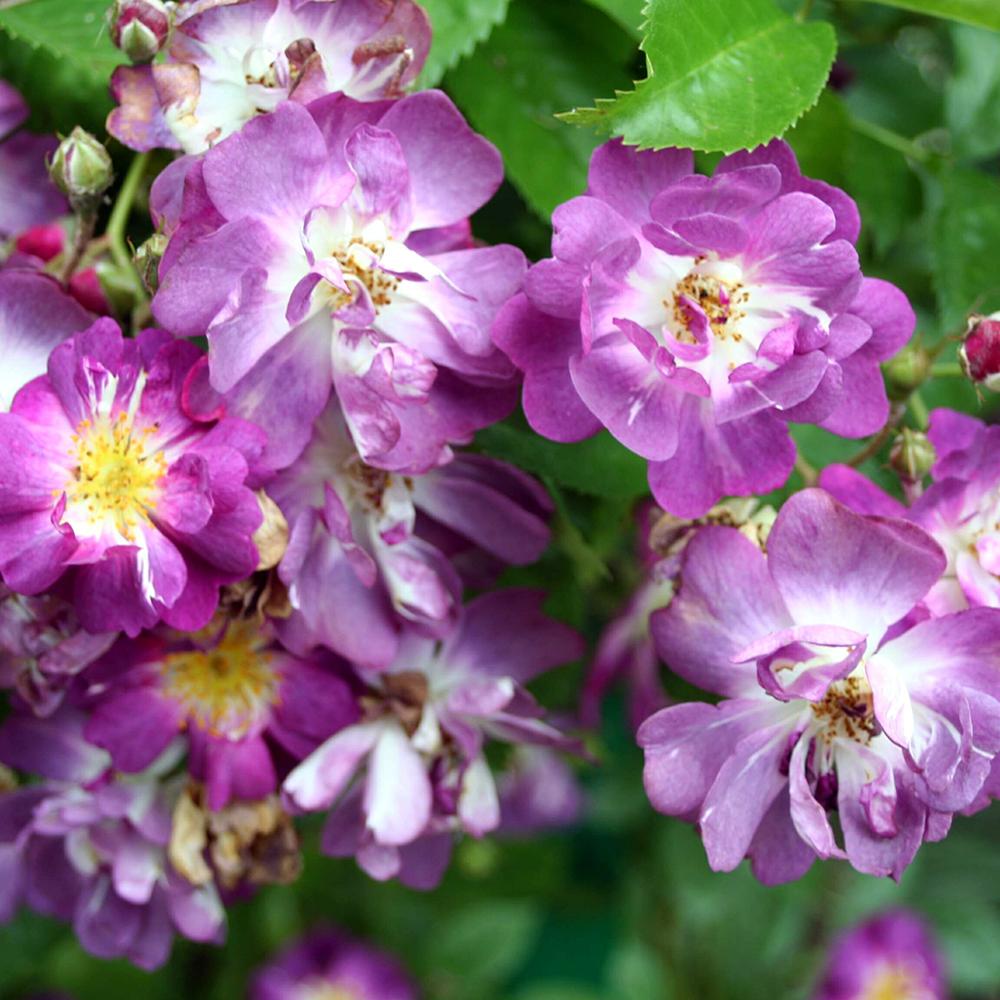 Trandafir Catarator albastru-violet Veilchenblau, inflorire repetata