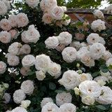 Trandafir Catarator alb White Angel, inflorire repetata