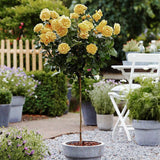 Trandafir Pomisor galben Absolutely Fabulous, inflorire repetata