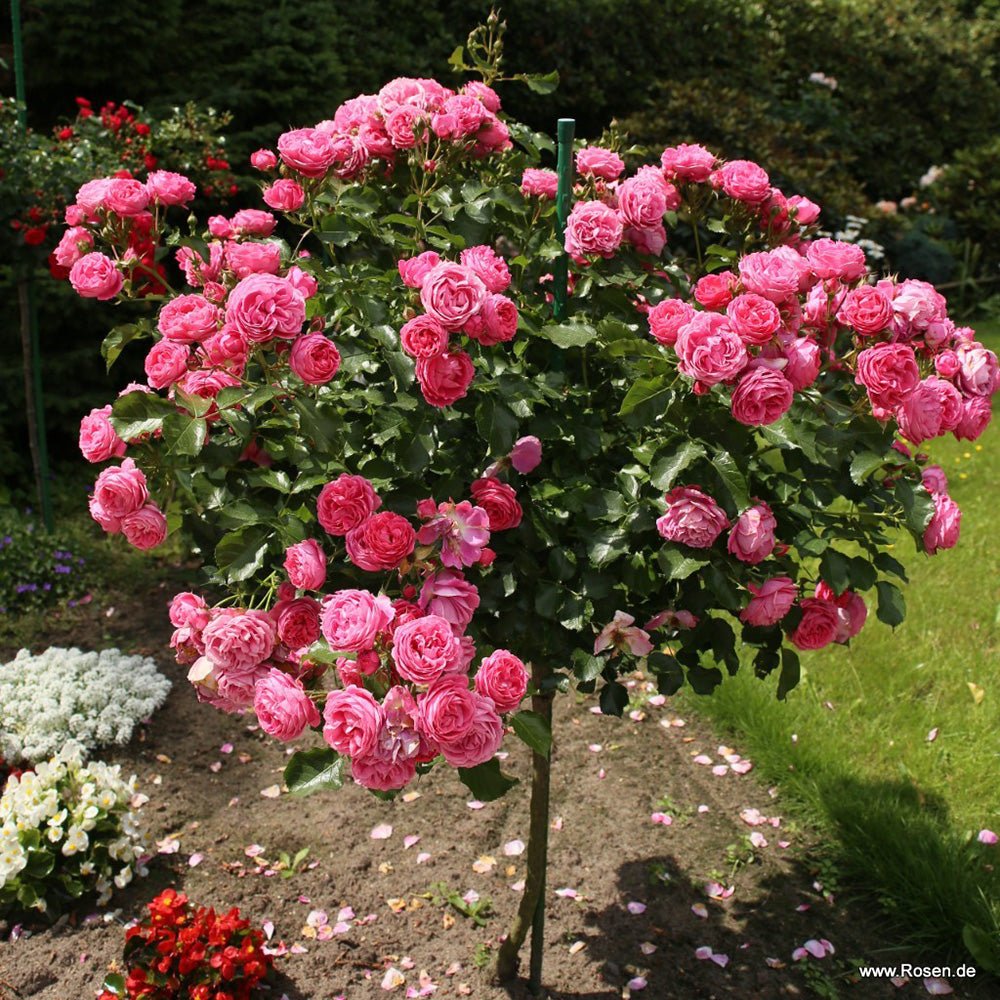 Trandafir Pomisor roz-inchis Moin Moin, parfum intens