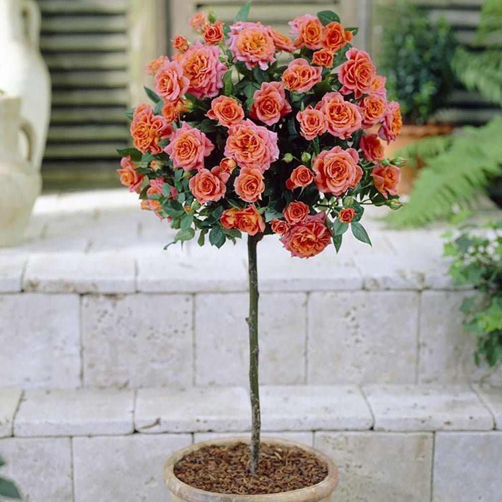 Trandafir Pomisor portocaliu -somon Orange Meilove, inflorire repetata