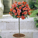 Trandafir Pomisor portocaliu -somon Orange Meilove, inflorire repetata