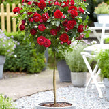 Trandafir Pomisor rosu Red Meilove, inflorire repetata