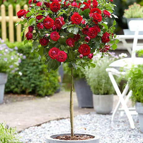 Trandafir Pomisor rosu Red Meilove, inflorire repetata