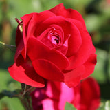 Trandafir Pomisor rosu Red Meilove, inflorire repetata
