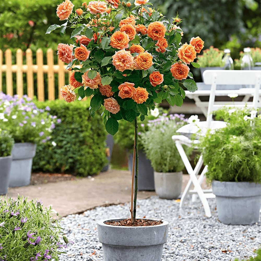 Trandafir Pomisor portocaliu Royal Orange, inflorire repetata