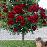 Trandafir Pomisor rosu Royal Red, inflorire repetata
