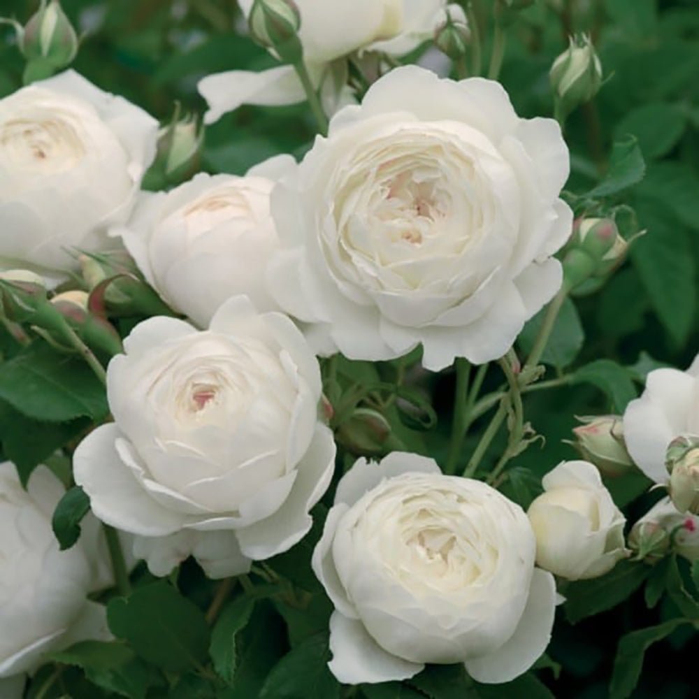 Trandafir Pomisor Alb Royal White, inflorire repetata