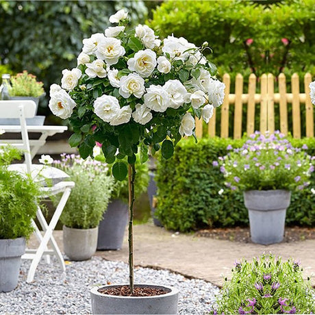 Trandafir Pomisor Alb Royal White, inflorire repetata