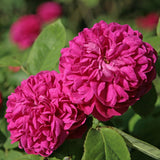 Trandafir de dulceata Teahibrid roz-violet Rose de Rescht, inflorire repetata