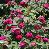 Trandafir de dulceata Teahibrid roz-violet Rose de Rescht, inflorire repetata