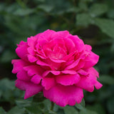 Trandafir de dulceata Teahibrid roz-violet Rose de Rescht, inflorire repetata