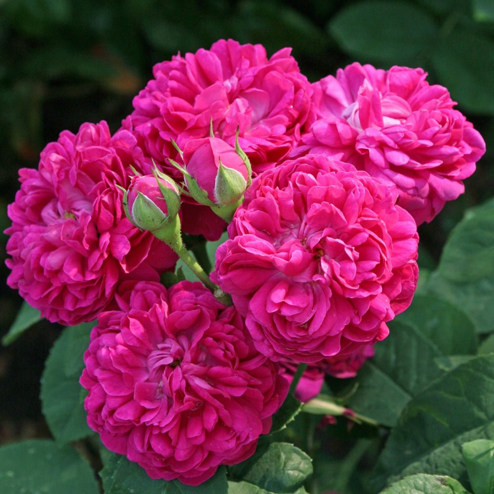 Trandafir de dulceata Teahibrid roz-violet Rose de Rescht, inflorire repetata