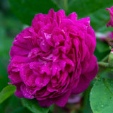 Trandafir de dulceata Teahibrid roz-violet Rose de Rescht, inflorire repetata