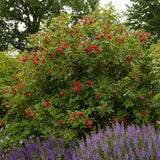 Trandafir de dulceata Teahibrid roz-violet Rose de Rescht, inflorire repetata