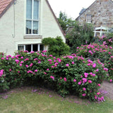 Trandafir de dulceata Teahibrid roz-violet Rose de Rescht, inflorire repetata