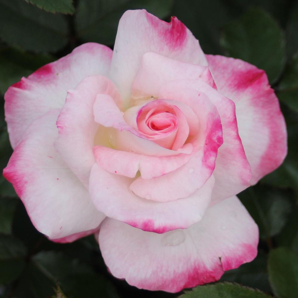Trandafir Floribunda bicolor roz-alb crem Abigaile, inflorire repetata