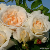 Trandafir floribunda alb Kosmos, cu parfum intens