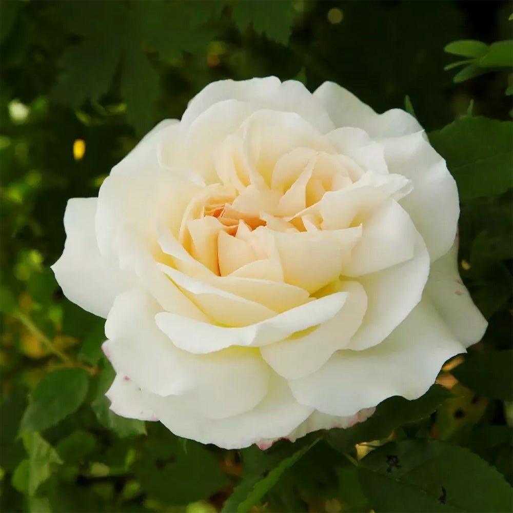 Trandafir floribunda alb Kosmos, cu parfum intens