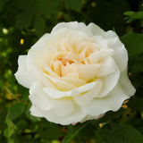 Trandafir floribunda alb Kosmos, cu parfum intens