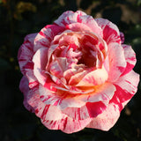 Trandafir Floribunda alb-rosu dungat Abracadabra, inflorire repetata