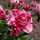 Trandafir Floribunda alb-rosu dungat Abracadabra, inflorire repetata