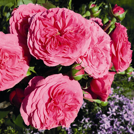 Trandafir Floribunda magenta Baronesse, inflorire repetata