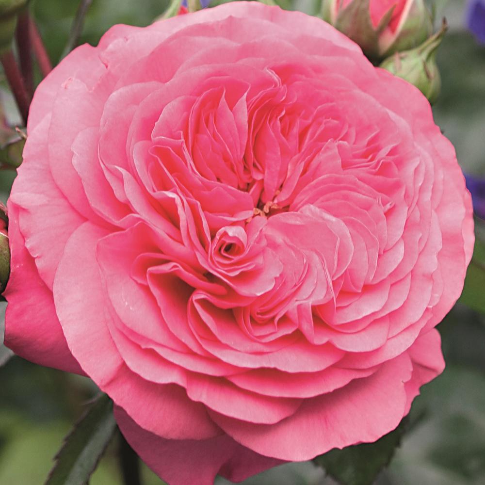 Trandafir Floribunda magenta Baronesse, inflorire repetata