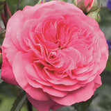 Trandafir Floribunda magenta Baronesse, inflorire repetata