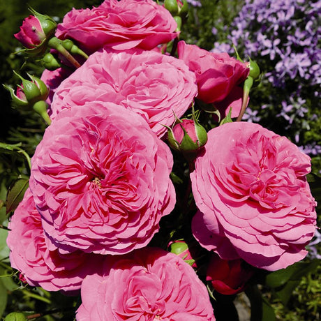 Trandafir Floribunda magenta Baronesse, inflorire repetata