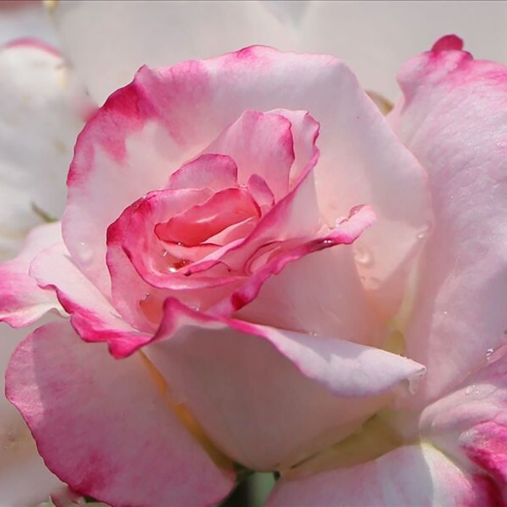 Trandafir Floribunda bicolor roz-alb crem Abigaile, inflorire repetata