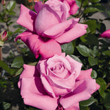 Trandafir Floribunda roz-violet Blue Parfum, cu parfum intens