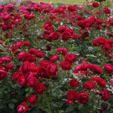 Trandafir Floribunda rosu-catifelat Bordeaux, cu parfum intens