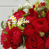 Trandafir Floribunda rosu-catifelat Bordeaux, cu parfum intens