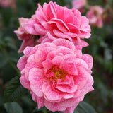 Trandafir Floribunda roz intens Camelot, cu parfum intens