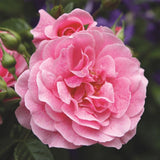 Trandafir Floribunda roz intens Camelot, cu parfum intens