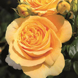 Trandafir Teahibrid/Nobil galben-auriu Candlelight, parfum intens