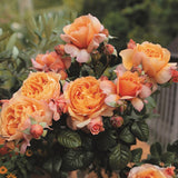 Trandafir Floribunda portocaliu-cais Capri, cu parfum intens