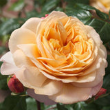 Trandafir Floribunda portocaliu-cais Capri, cu parfum intens