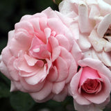 Trandafir Floribunda roz Diadem, inflorire repetata