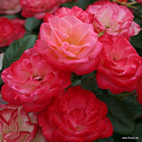 Trandafir Floribunda apricot-cais Enjoy, inflorire repetata