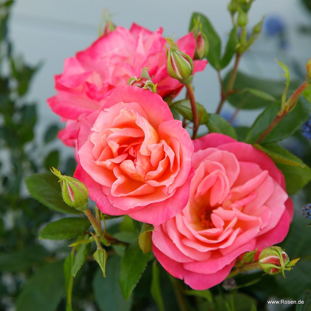 Trandafir Floribunda apricot-cais Enjoy, inflorire repetata